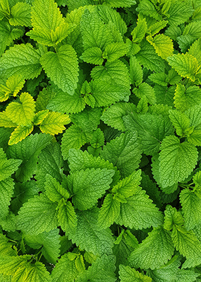 A closeup image of a patch of mint leaves.