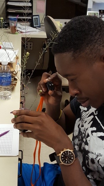 Former undergraduate student, Kola George, in Jeff Conner's lab using a microscope to count stamens for the project. 
