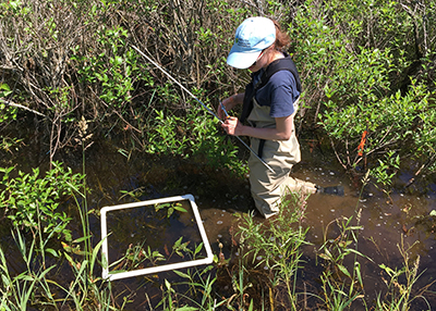 Former MSU Ph.D. student Laura Twardchleb is standing in a section of Pond 9 at Lux Arbor Reserve in Delton, Mich., taking measurements in a sample area to investigate the effects of warming on freshwater biodiversity.