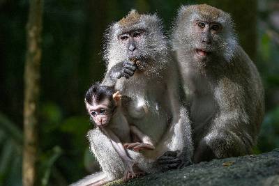 Three Macaques monkeys in a tree in a Singapore jungle.