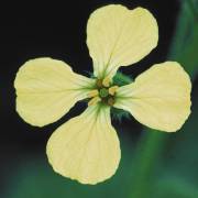 The wild radish has helped Michigan State University researchers posit that natural selection can preserve similarities in addition to driving changes. 