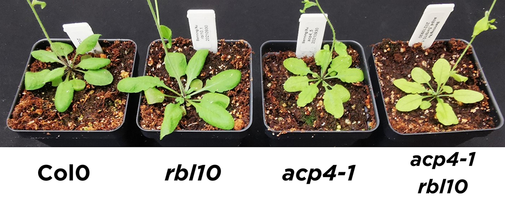 A row of Arabidopsis thaliana plants showing different growth results based on the levels of two different proteins