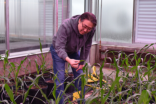 Sang-Jim Kim leans forward, inspecting a leafy green plant in a greenhouse.