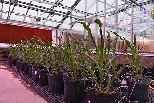 Pots of leafy green sorghum plants lined up in a greenhouse.