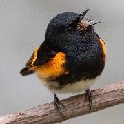Michigan State University and the National Audubon Society are collaborating to project future impacts to hundreds of bird species, including the American redstart, pictured here.