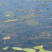 Damselflies live on the submerged aquatic plants that you can see growing just under the surface of the water at Pond 9 at the Lux Arbor Reserve. 