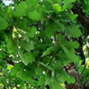 Trees such as oak and poplar will emit more isoprene as the world warms, according to new research from Michigan State University.