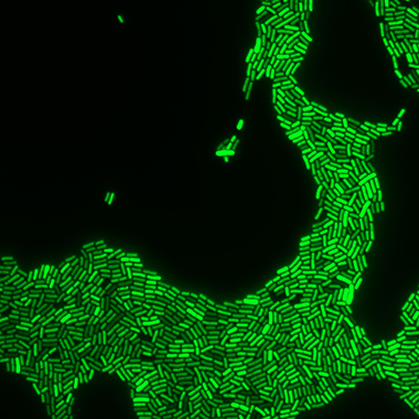 Rod-shaped cyanobacteria glow green under a microscope