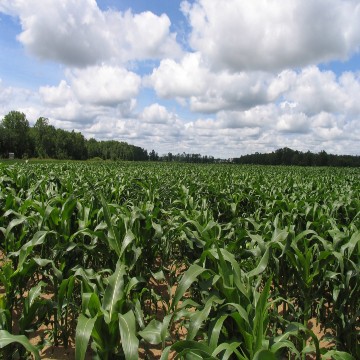 rows of corn in field with blue sky and puffy clouds