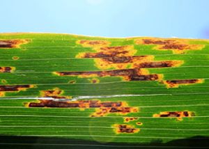 As the climate changes, plants face an increasing amount of physical and biological stress, such as the bacterial infection seen on this corn leaf. 