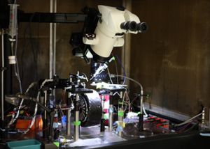 An image of an electrophysiology microscope in Shane Crandall's lab