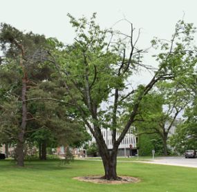 A prunus avium cherry tree on MSUâ€™s campus
